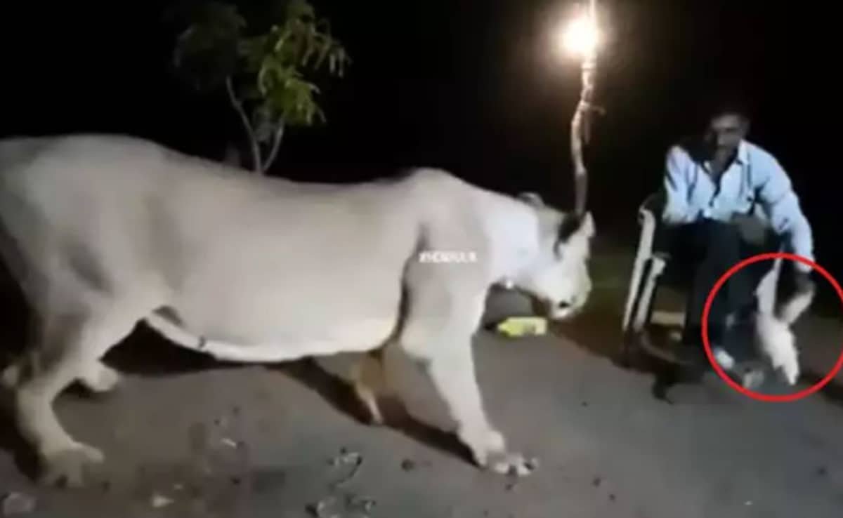 भूखी शेरनी के सामने कुर्सी डालकर बैठ गया शख्स, जिंदा मुर्गा दिखाकर ललचाया, देख शेरनी का ठनक गया माथा