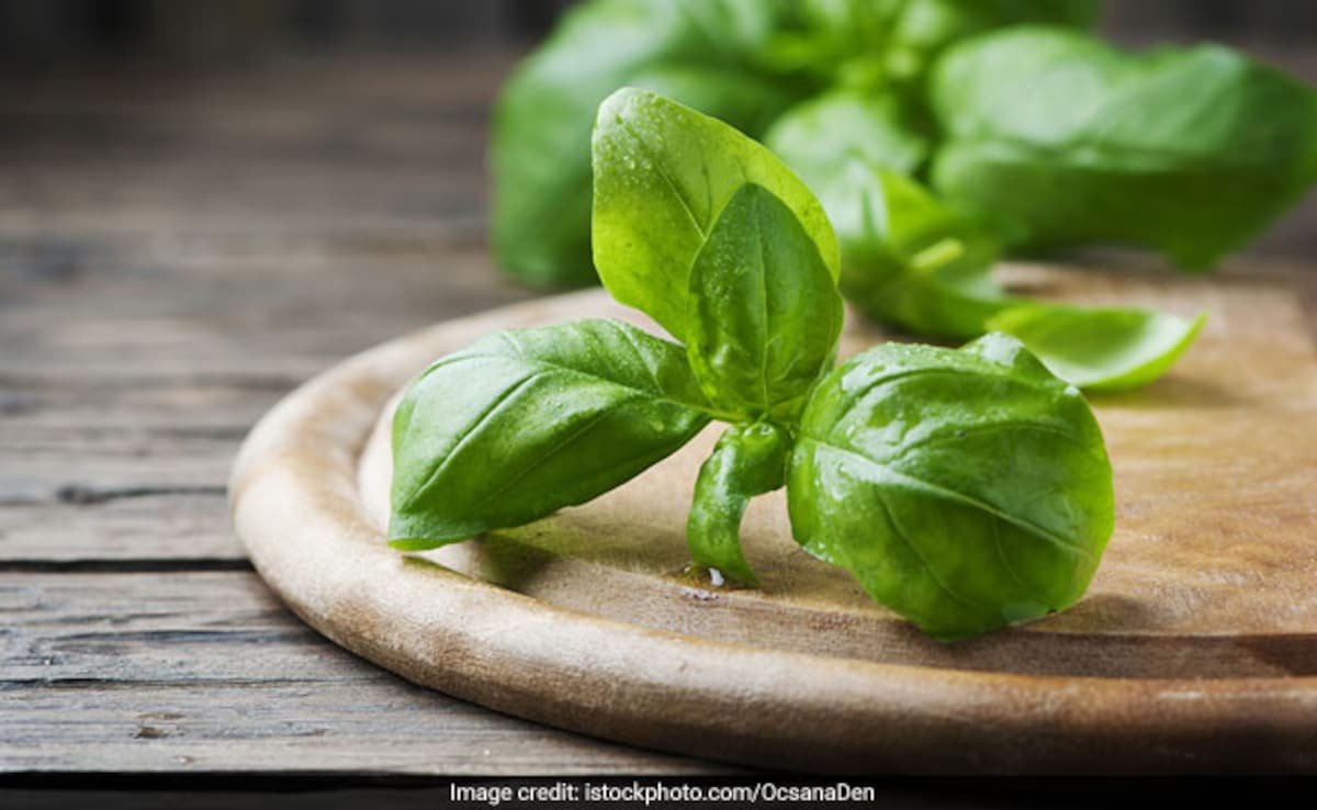 सुबह बासी मुंह चबा लें इस चीज का पत्ता, मिलेंगे अनेक फायदे, इन स्वास्थ्य समस्याओं से राहत दिलाने में मददगार, जानें सही तरीका