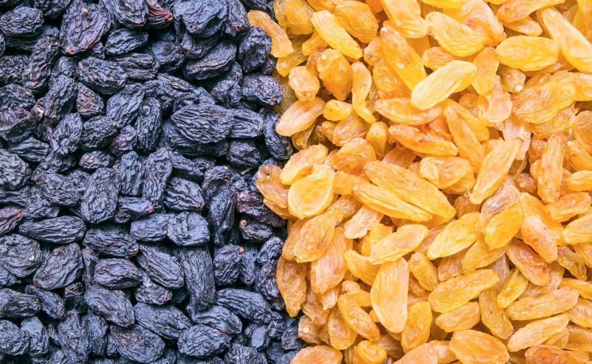 Raisin Benefits: सुनहरी, हरी या काली कौन-सी किशमिश होती है आपके लिए फायदेमंद, जान लीजिए फायदे