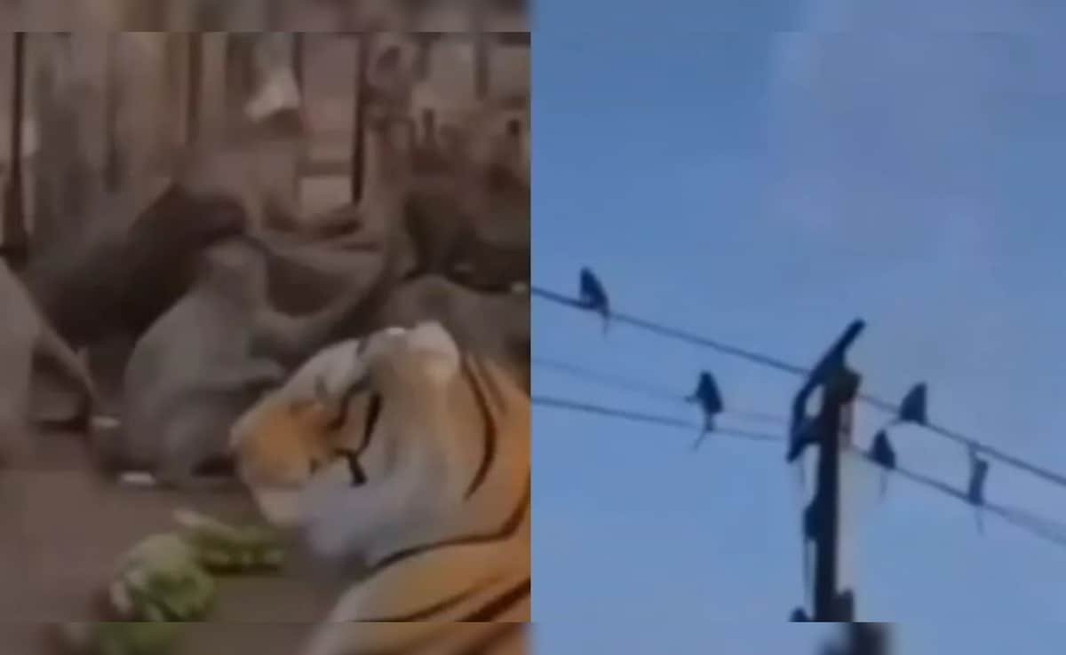 लड़के के कपड़ा उठाते ही डर से कांप उठा पूरा बंदर समाज, देखें VIDEO