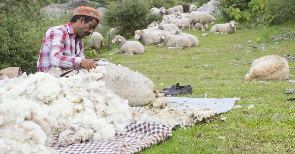 A new order from Himachal’s forest department brings relief to pastoralists – but only partially