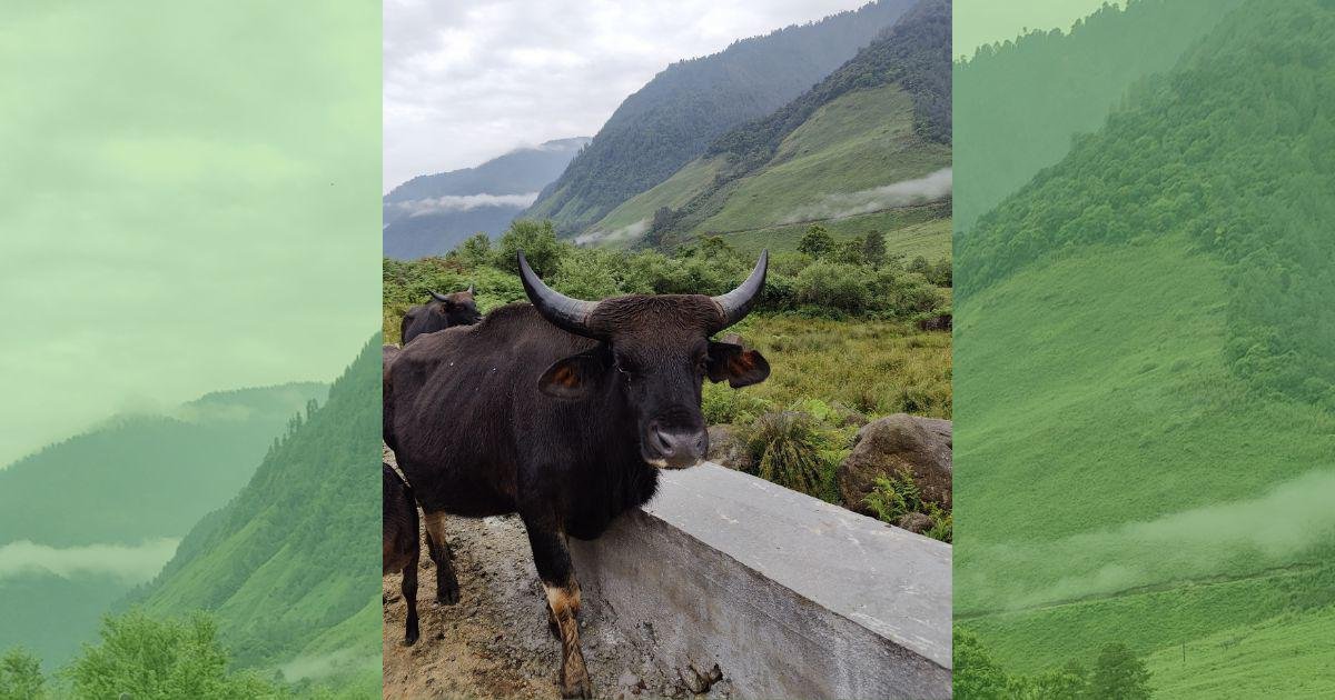 In Nagaland, conservation is at the heart of entrepreneurship