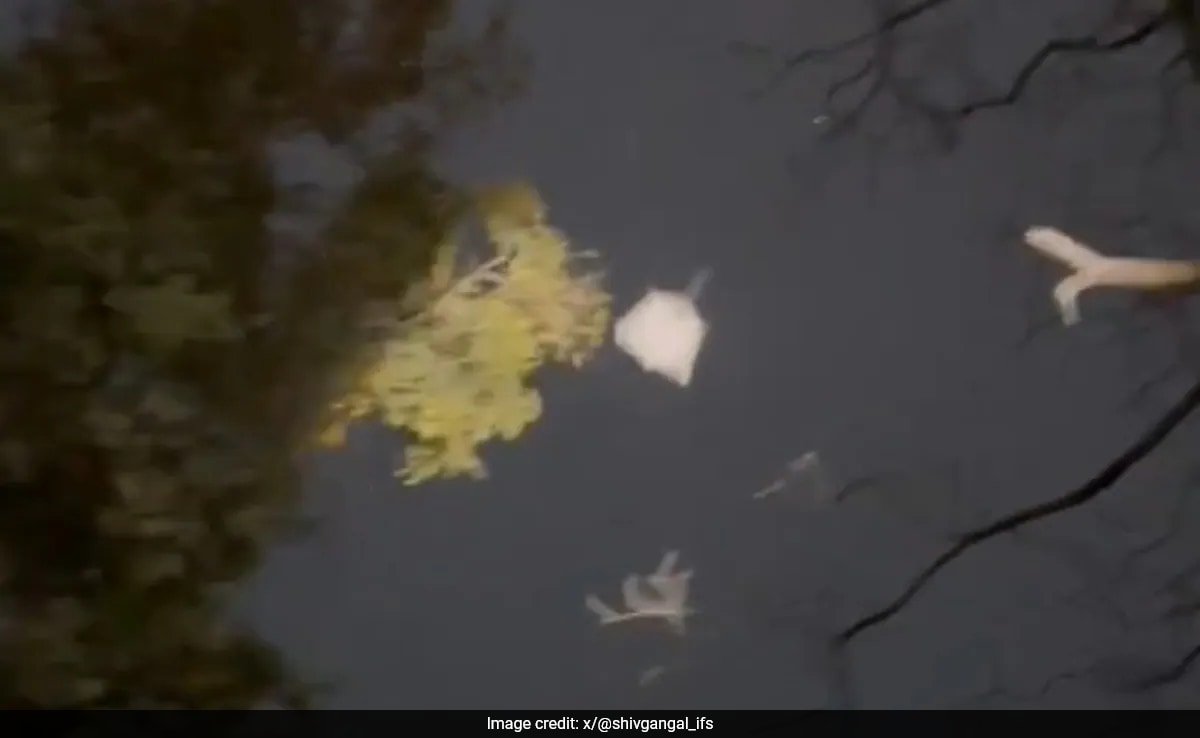 कैमरे में कैद हुई हवा में उड़ने वाली दुर्लभ गिलहरी, IFS अधिकारी ने शेयर किया अद्भुत Video, दी ये दिलचस्प जानकारी