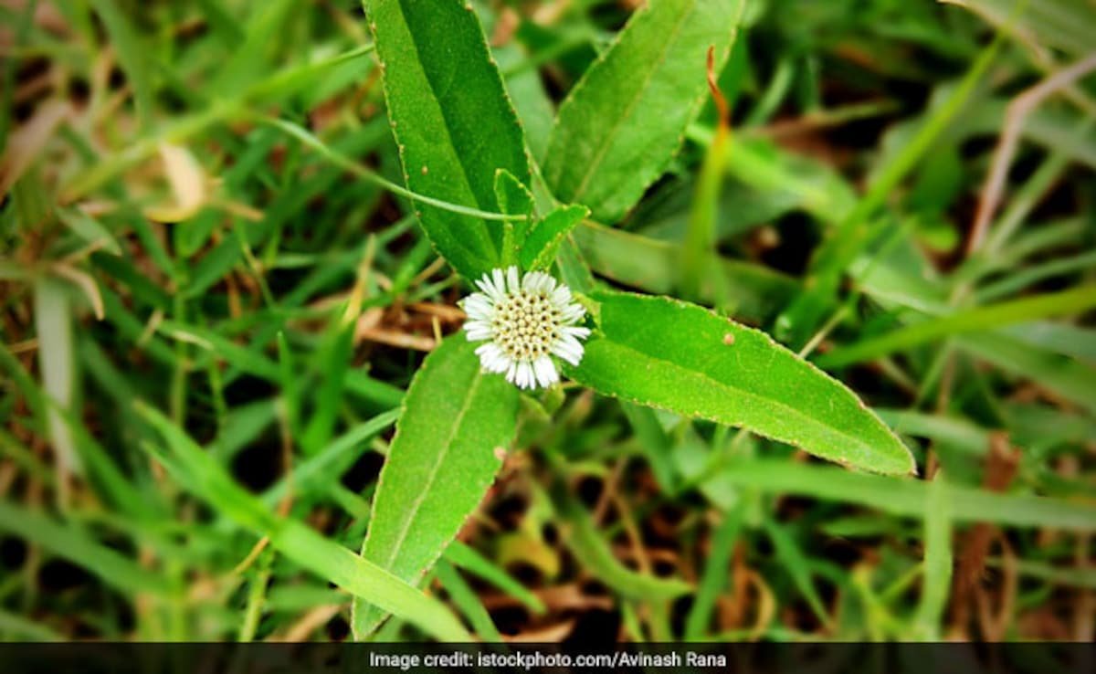 इन 3 लोगों को जरूर करना चाहिए इस हरे पत्तों का इस्तेमाल, डायबिटीज और लीवर से जुड़ी समस्याओं के लिए है काल है