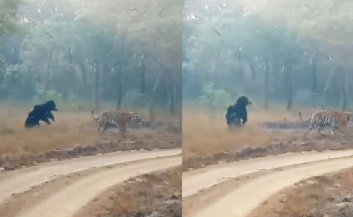 खूंखार बाघ ने ले लिया भालुओं के ‘सरदार’ से पंगा, अगले ही पल दुम दबाकर भाग खड़ा हुआ शिकारी
