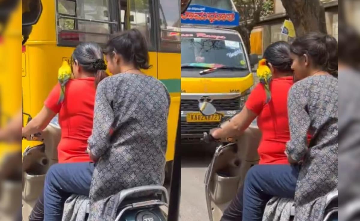 OMG:सिर पर हेलमेट की बजाए कंधे पर तोता बैठाकर दौड़ाई स्कूटी, देख लोग बोले- पापा की परी का चालान काटो